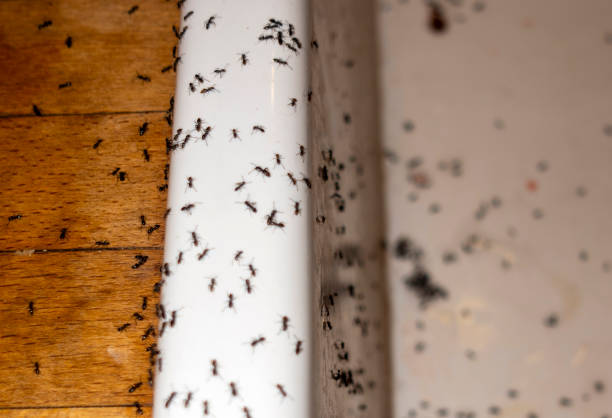 Best Pest Inspection Near Me  in Philadelphia, PA